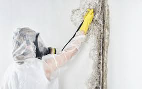 Best Mold Remediation for Vacation Homes  in USA